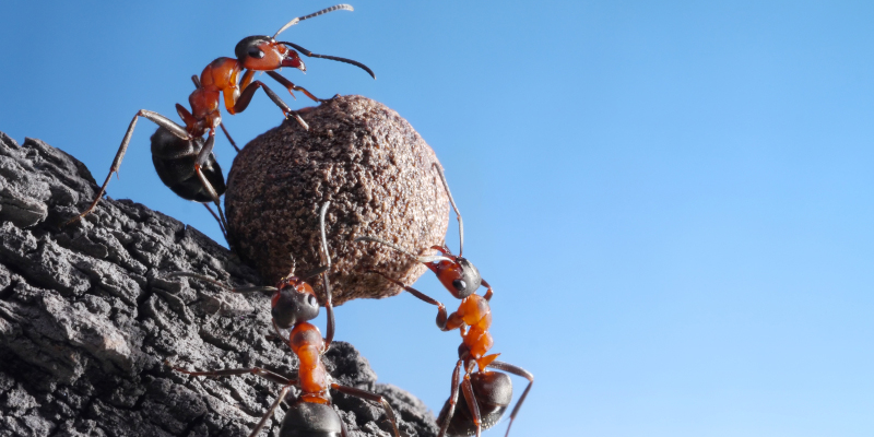 Read: Intro to Co-Marketing Webinars: Roles, Responsibilities, and Benefits